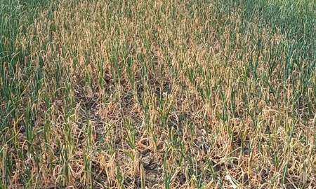 বিষ প্রয়োগে অর্ধশত বিঘা জমির ফসলী পেঁয়াজ ক্ষতিগ্রস্ত