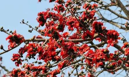 মতলবে কমছে চিরচেনা শিমুল গাছ