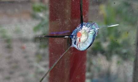 গোপালগঞ্জে ব্যবসায়ীর বাড়িতে গুলি