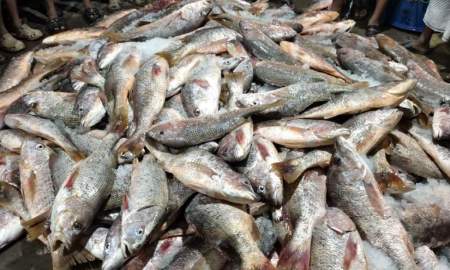 এক জালে ১১০০ লাল কোরাল, বিক্রি ৩১ লাখ টাকায়