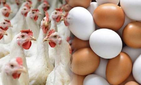 বাংলাদেশসহ ৪০ দেশ থেকে পোলট্রি-ডিম আমদানি নিষিদ্ধ করল সৌদি আরব