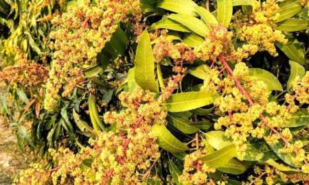 শার্শায় আমের মুকুলে বাম্পার ফলনের প্রত্যাশায় হাজারো চাষি