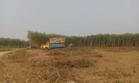 বশিউকের গাছের ট্রাকে ক্ষতিগ্রস্ত সড়ক, ক্ষুব্ধ এলাকাবাসী