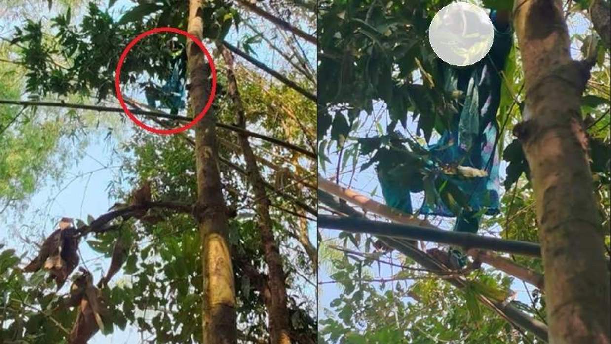 গাইবান্ধা সদর উপজেলার একটি গ্রামে গাছের মগডালে উঠে পড়া নারী