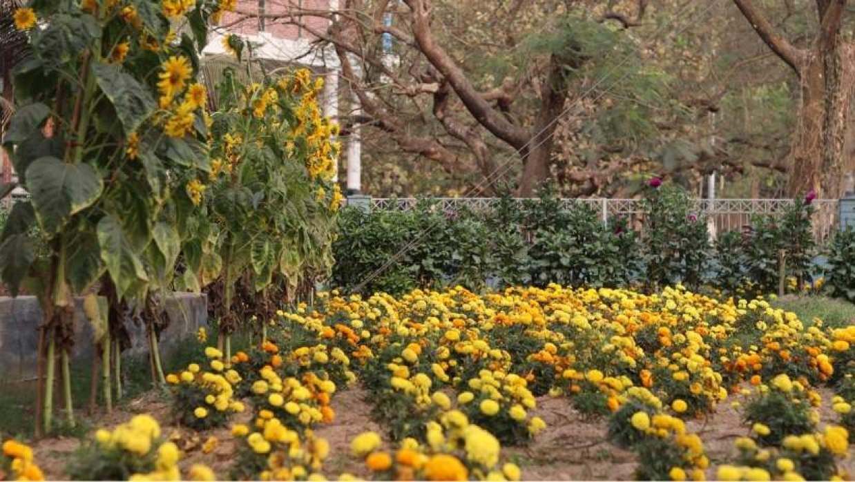 বসন্তের রঙিন আবাহন