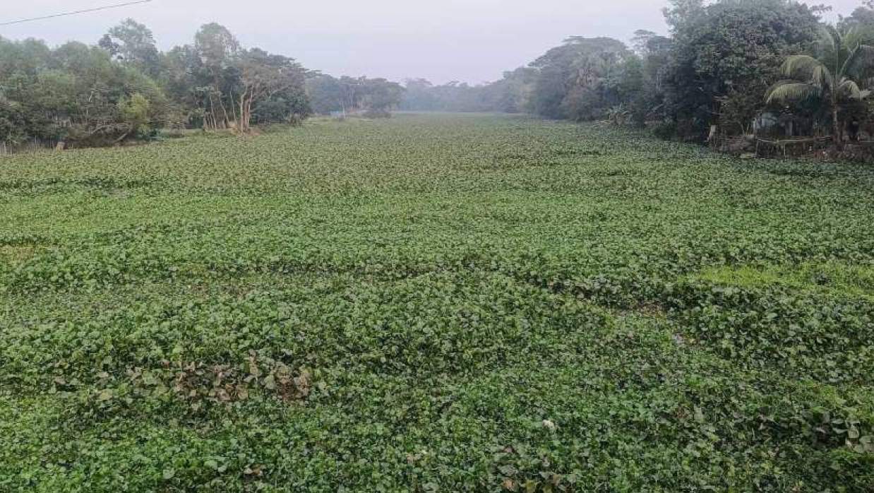 ৩৮ বছরেও খনন হয়নি মেঘনা-ধনাগোদা সেচ প্রকল্পের খাল, জলাবদ্ধতায় ফসল উৎপাদন কমছে