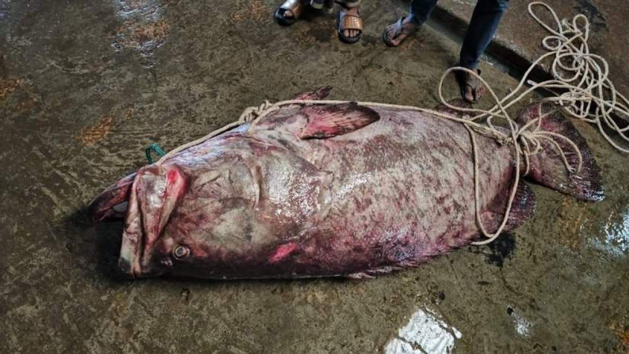 ২০০ কেজির বোল মাছ