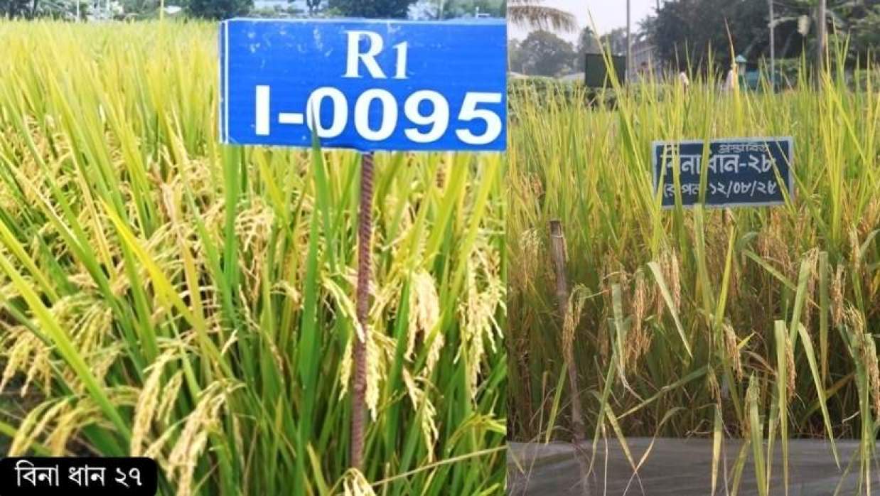 উচ্চফলন ও পুষ্টিগুণে সমৃদ্ধ আমন ধানের নতুন ২ জাত উদ্ভাবন