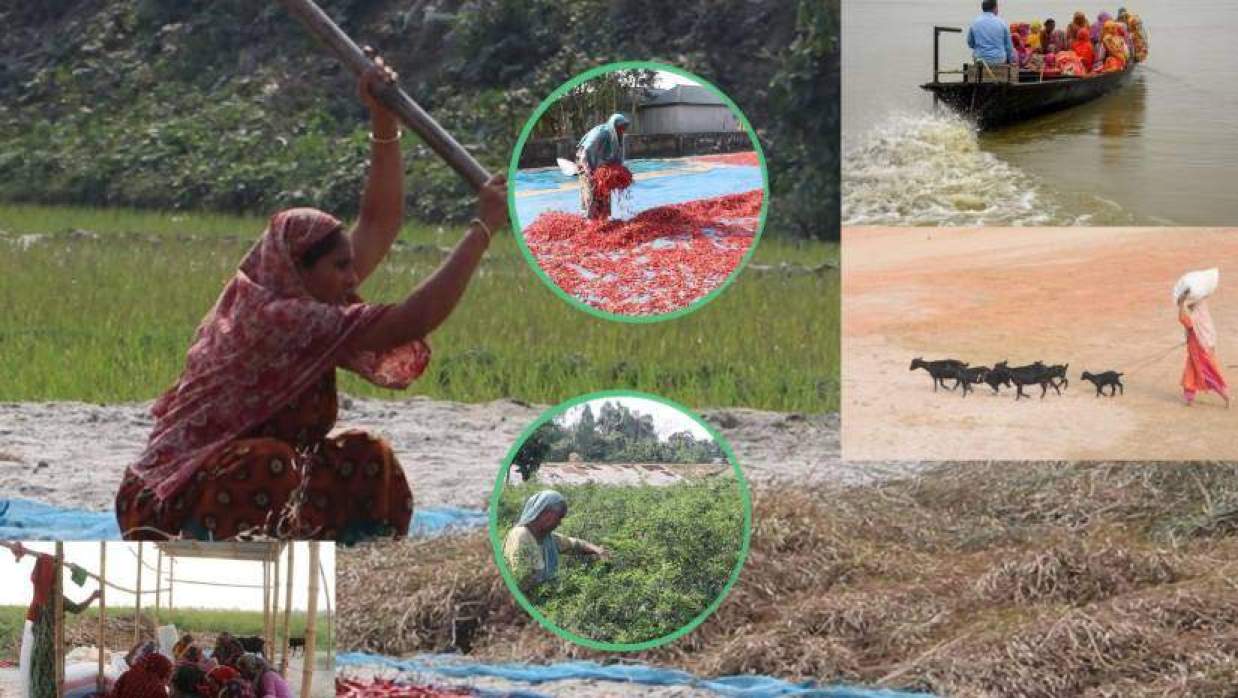 নারীর ঘামে সচল গাইবান্ধা চরাঞ্চলের কৃষি, মজুরি ও মর্যাদায় বৈষম্য