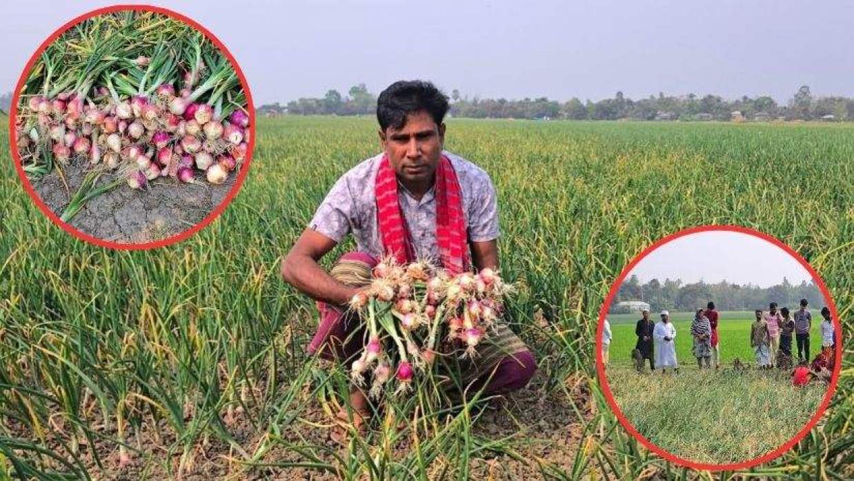 পাবনায় রাতের আধারে পেঁয়াজের জমিতে ‘ঘাস মারা বিষ’ প্রয়োগ