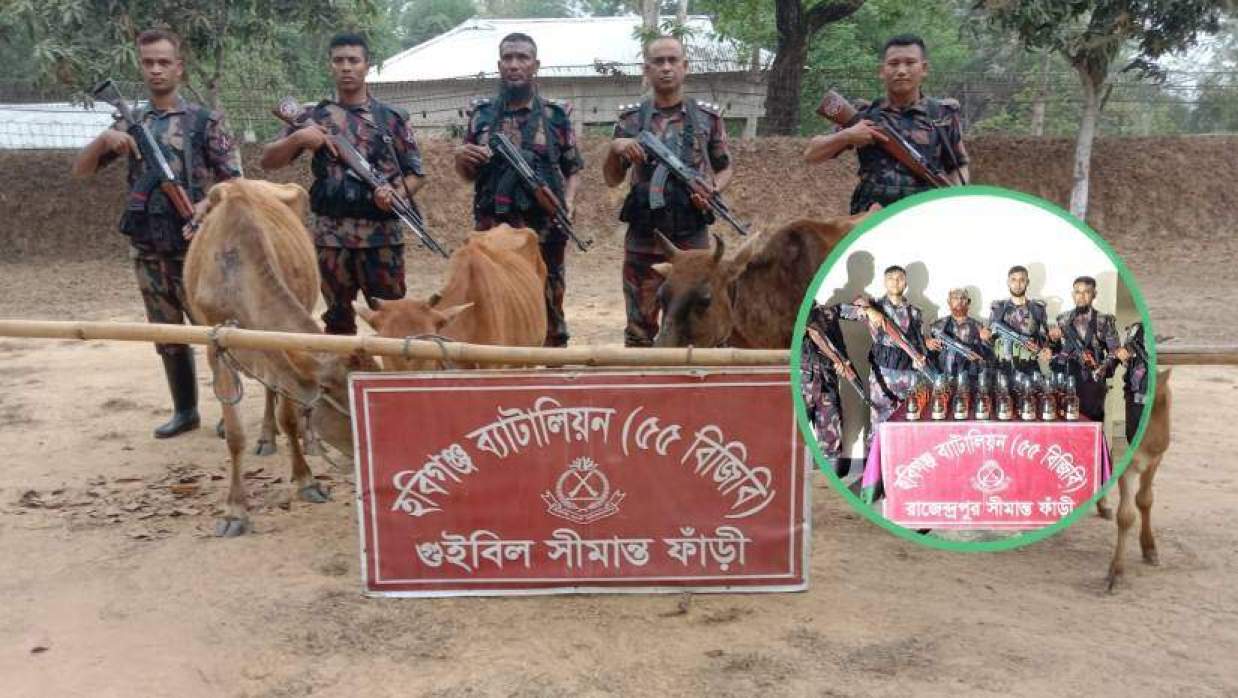 হবিগঞ্জে বিজিবির অভিযানে ভারতীয় গরু ও মদ জব্দ