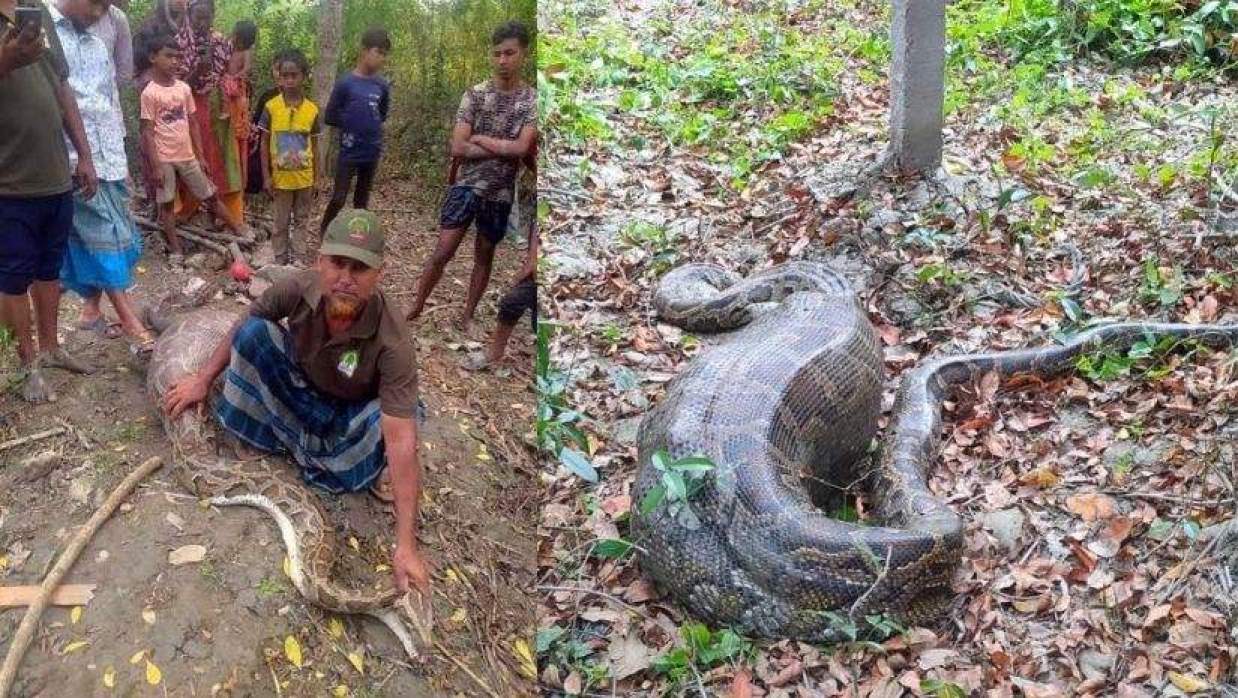 অজগর সাপটিকে ঘিরে রাখে উৎসুক জনতা