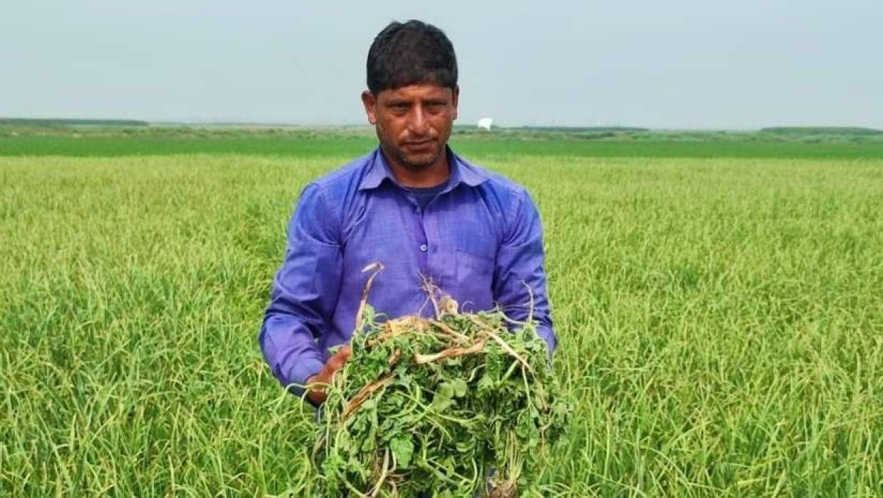  পাবনায় কৃষকের ৭ বিঘা জমির তরমুজের গাছ উপড়ে ফেলল দুর্বৃত্তরা