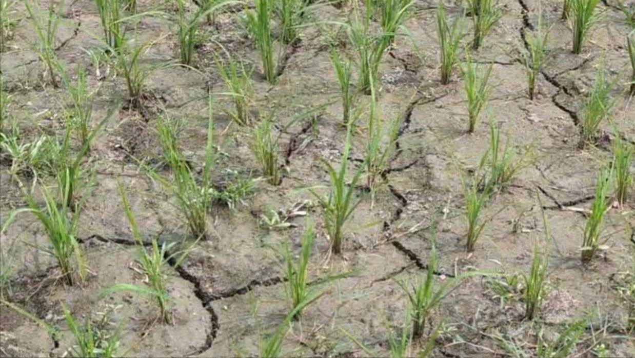রামগঞ্জে বোরো ধানের চারা পানি সংকটে, ক্ষতির আশঙ্কায় কৃষকরা