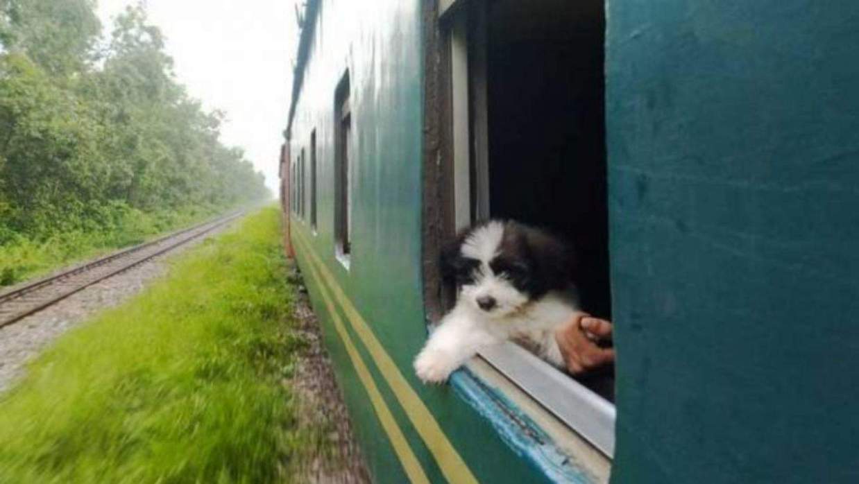 ঈদে যেভাবে পোষা প্রাণীকে বাড়িতে নিয়ে যাবেন 