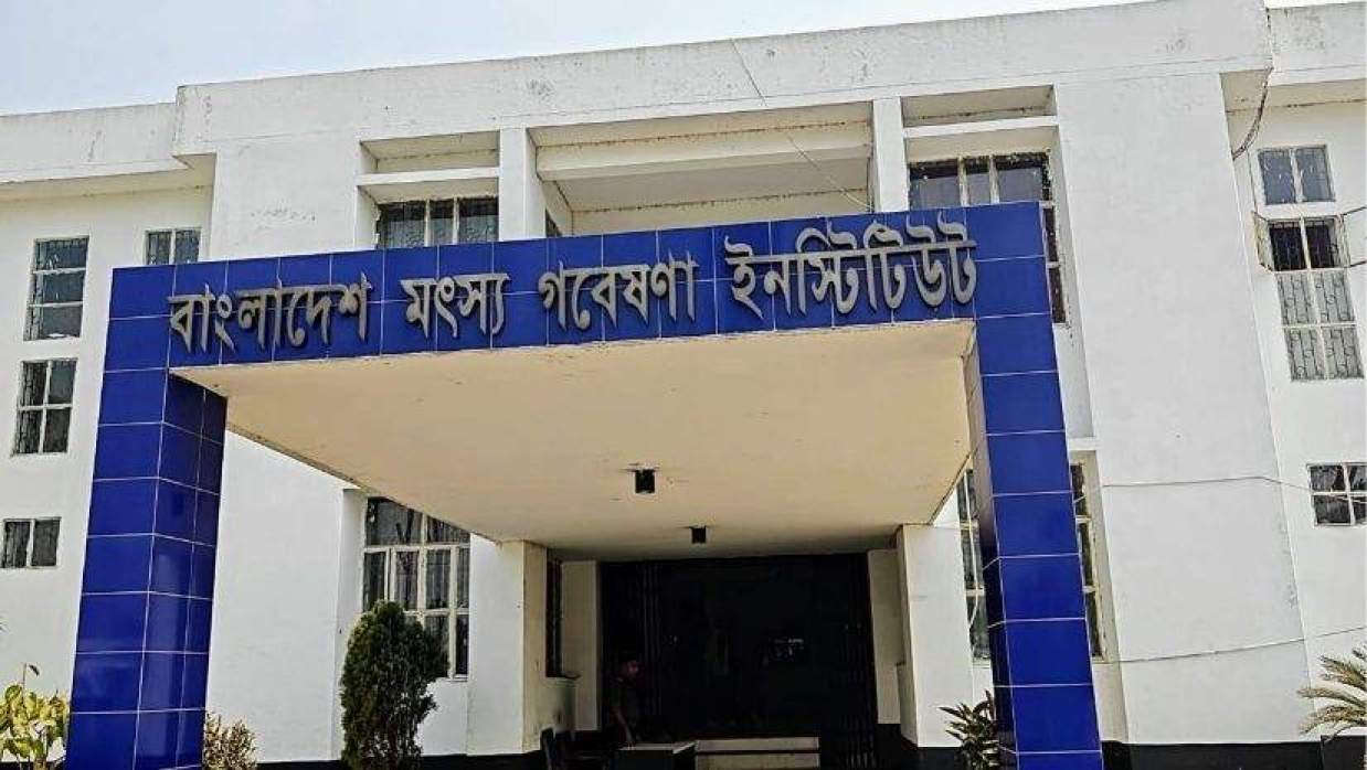 পাঙাসের ভ্যাকসিন উদ্ভাবনে এগোচ্ছে বাংলাদেশ মৎস্য গবেষণা ইনস্টিটিউট