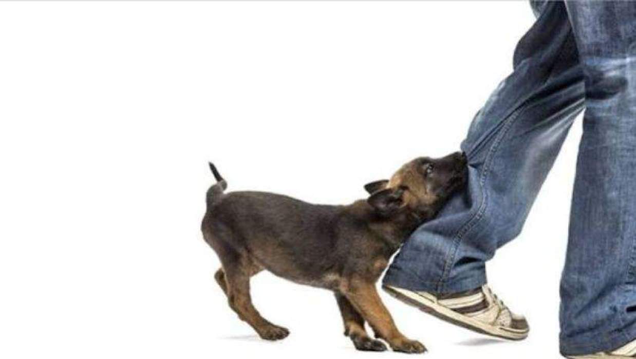 ফরিদপুরে কুকুরের কামড়ে ১৬ জন আহত হয়েছেন