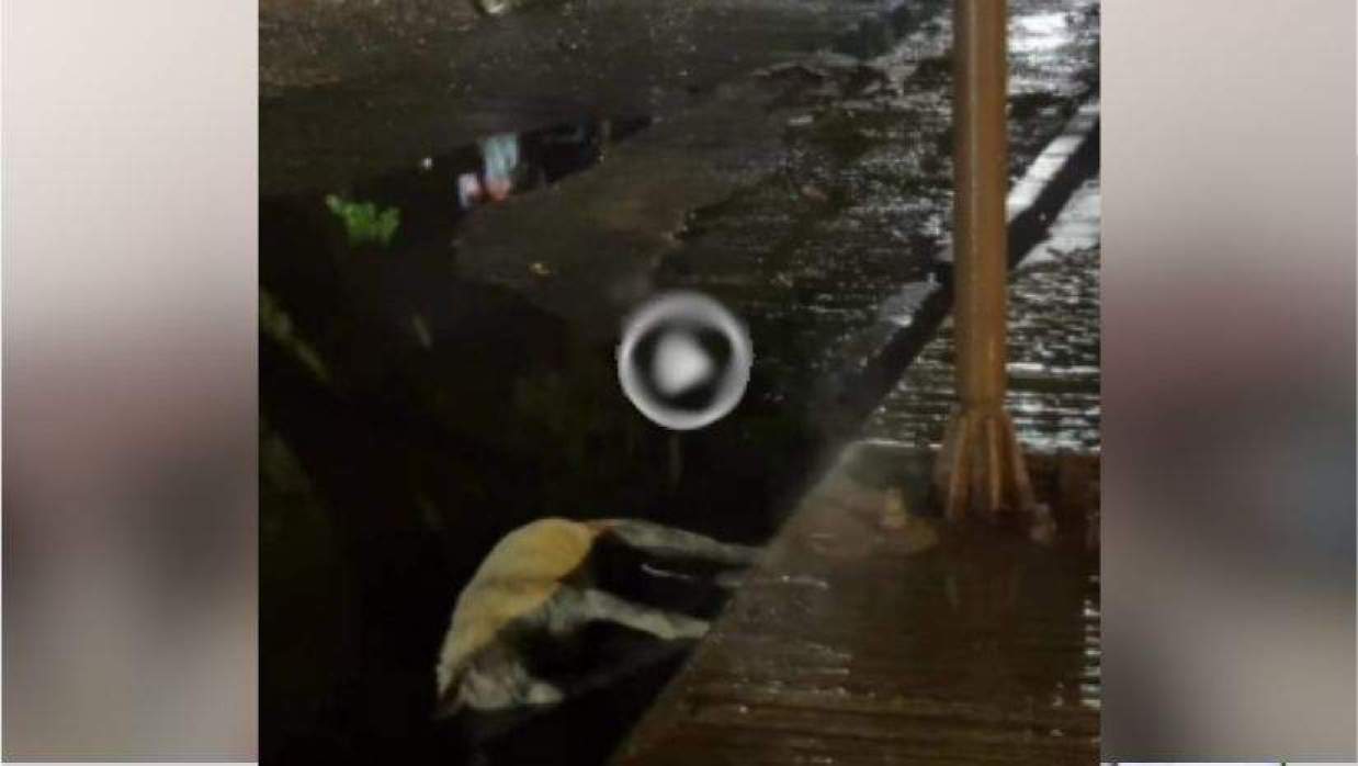 ঢাবিতে জমে থাকা বৃৃষ্টির পানিতে বিদ্যুৎপৃষ্ট হয়ে কুকুরের মৃত্যু, শিক্ষার্থীদের ক্ষোভ