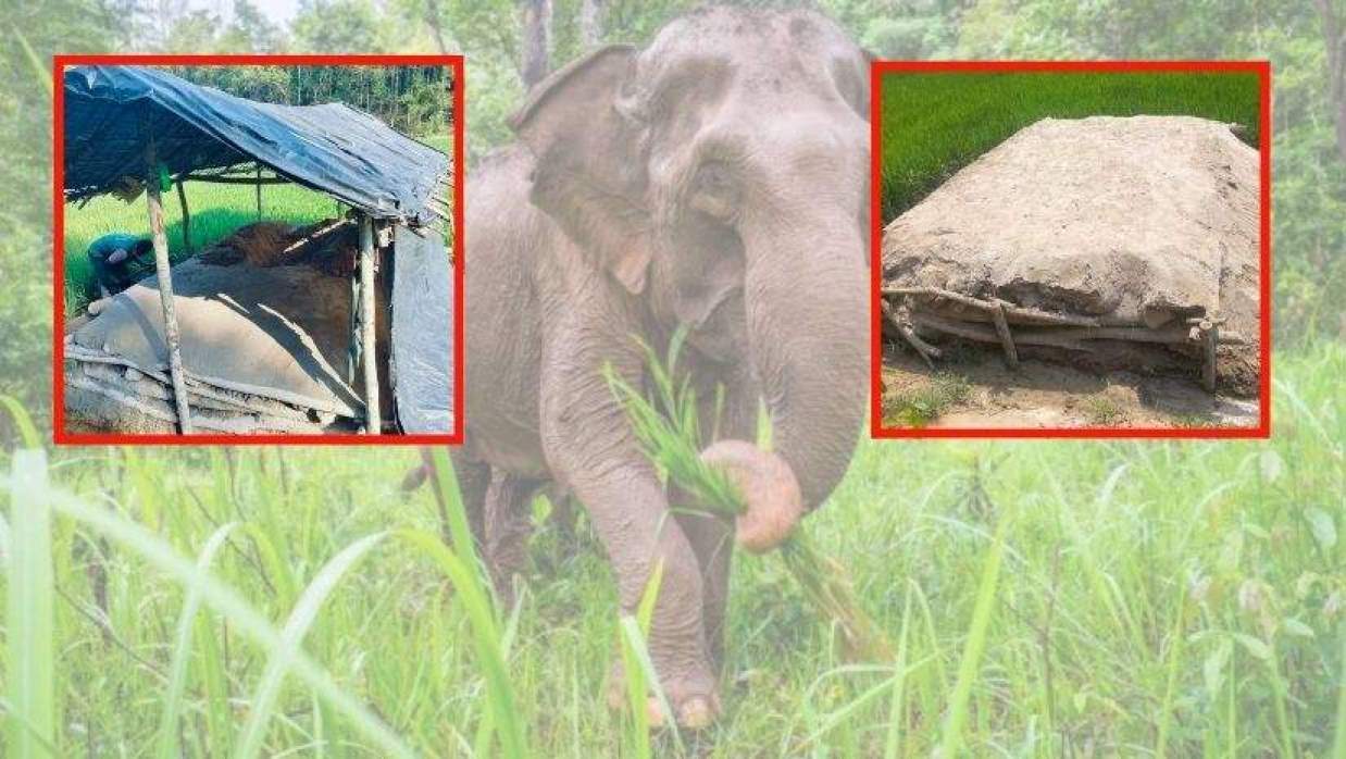 বন্য হাতিক হত্যা করে মাটিচাপা দিয়েছে দুবৃত্তরা।