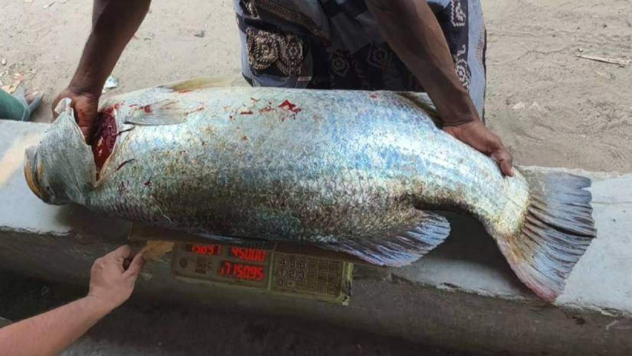 টেকনাফে জেলের জালে ধরা পড়ল ১৬ কেজির কোরাল মাছ