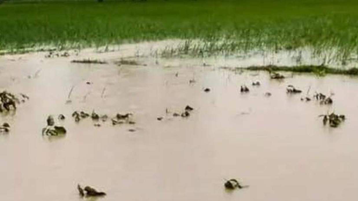 ময়মনসিংহে পাহাড়ি ঢলে ৬ গ্রাম প্লাবিত, ডুবে গেছে ফসলি জমি