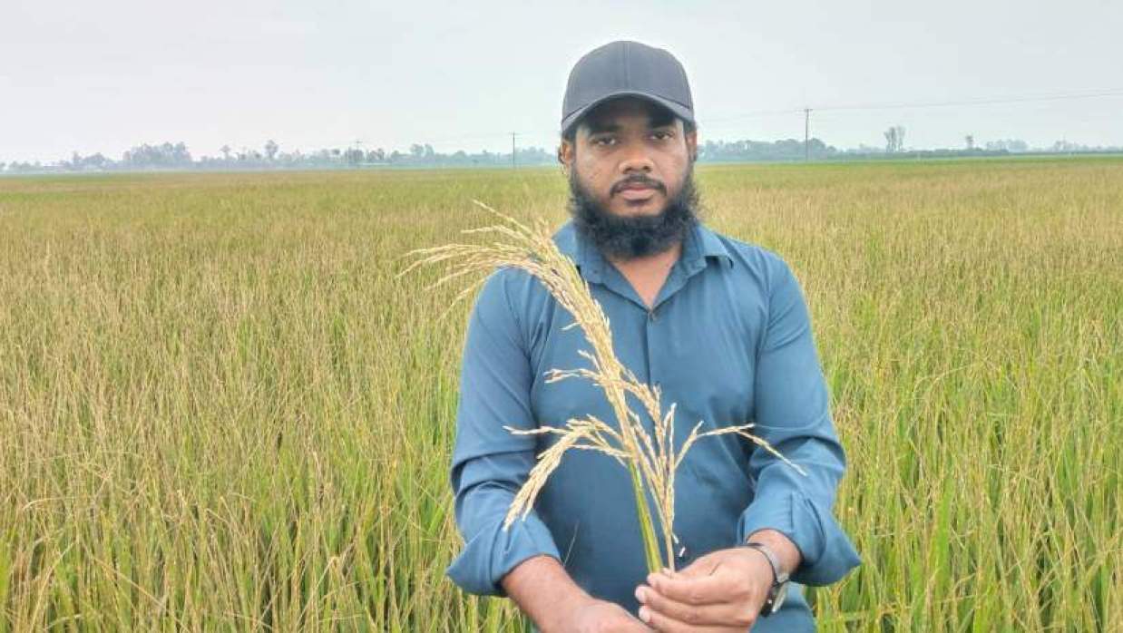 নওগাঁয় ৫ বিঘা ধানক্ষেতে বিষ ছিটিয়ে ফসল নষ্টের অভিযোগ