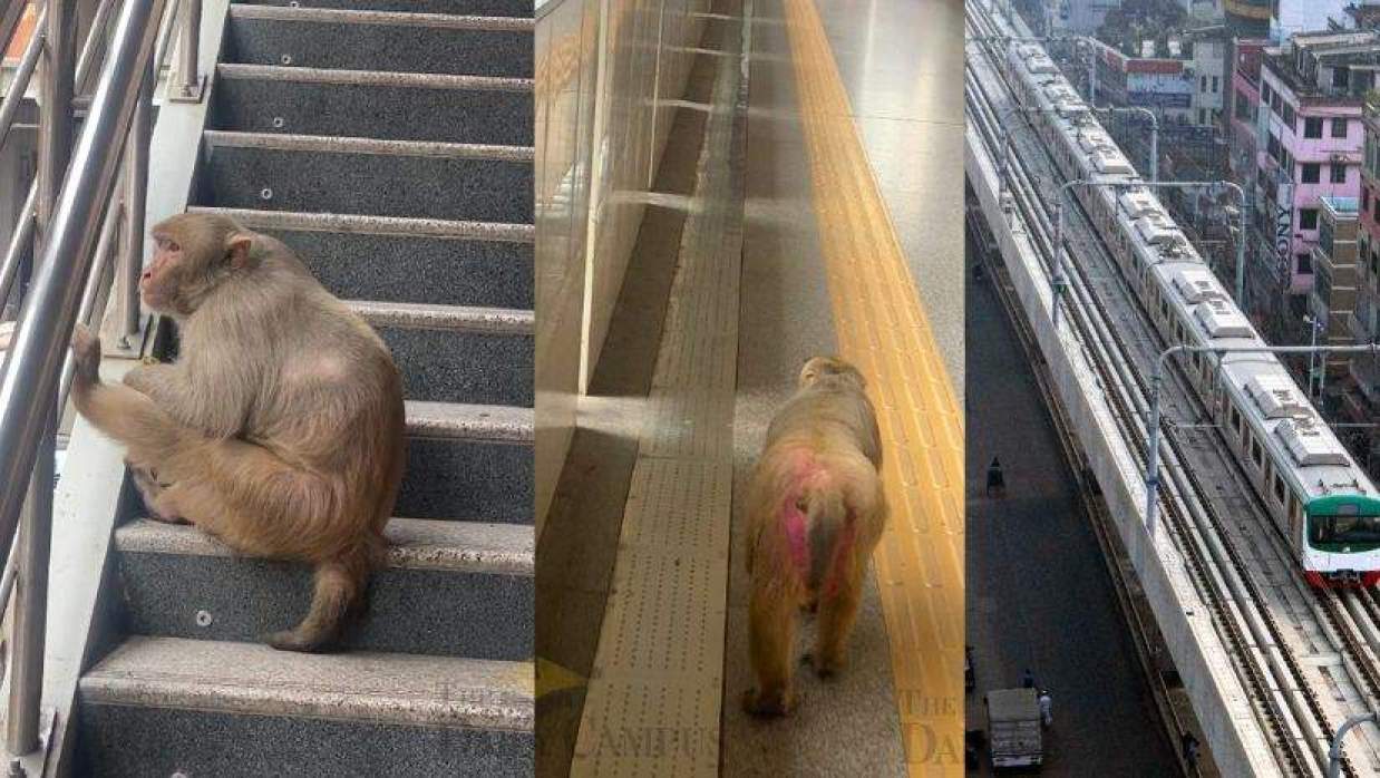 মেট্রো স্টেশনে হঠাৎ এলো ‘অপ্রত্যাশিত যাত্রী’