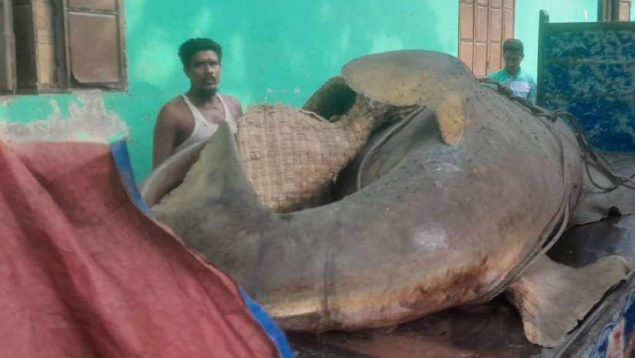 জেলের জালে ধরা পড়ল ২৫ মণ ওজনের ‘খটক মাছ’, আড়াই লাখে বিক্রি