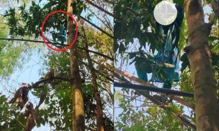 নির্যাতনের শিকার হয়ে গাছের মগডালে নারী, উদ্ধারে ফায়ার সার্ভিস 