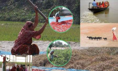 নারীর ঘামে সচল গাইবান্ধা চরাঞ্চলের কৃষি, মজুরি ও মর্যাদায় বৈষম্য