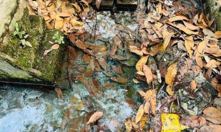 জেগে আছে মশা, ঘুমিয়ে আছে ইবি প্রশাসন