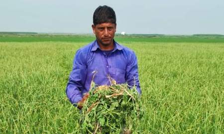  পাবনায় কৃষকের ৭ বিঘা জমির তরমুজের গাছ উপড়ে ফেলল দুর্বৃত্তরা