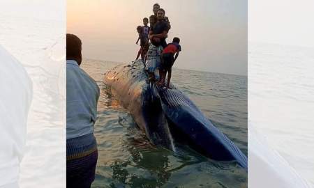 সৈকতে ভেসে আসা বিশালাকৃতির মৃত তিমি নিয়ে বিপদে পর্যটক-স্থানীয়রা