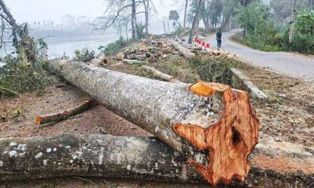 ঝালকাঠিতে ১২০টি গাছ কাটার পর স্থগিত দুই হাজার গাছ কাটার প্রকল্প