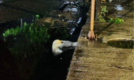 ঢাকা বিশ্ববিদ্যালয়ে বৃষ্টির পানিতে বিদ্যুৎস্পৃষ্ট হয়ে কুকুরের মৃত্যু