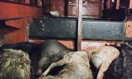 বাসের বক্সে ৫৫ ছাগলের মৃত্যু, ২জনকে জরিমানা