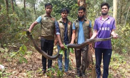 মিরসরাই বসতঘর থেকে অজগর উদ্ধার