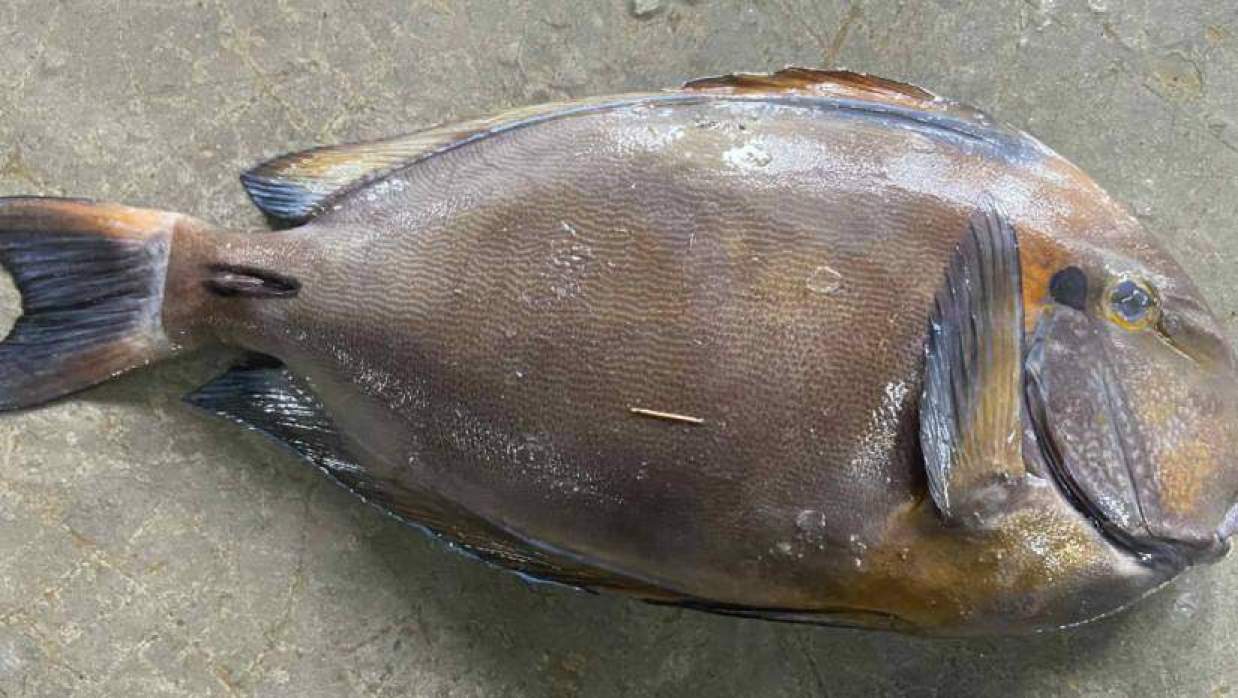 কুয়াকাটায় জেলের জালে ধরা পড়ল বিরল ‘ব্রাউন সার্জনফিশ’