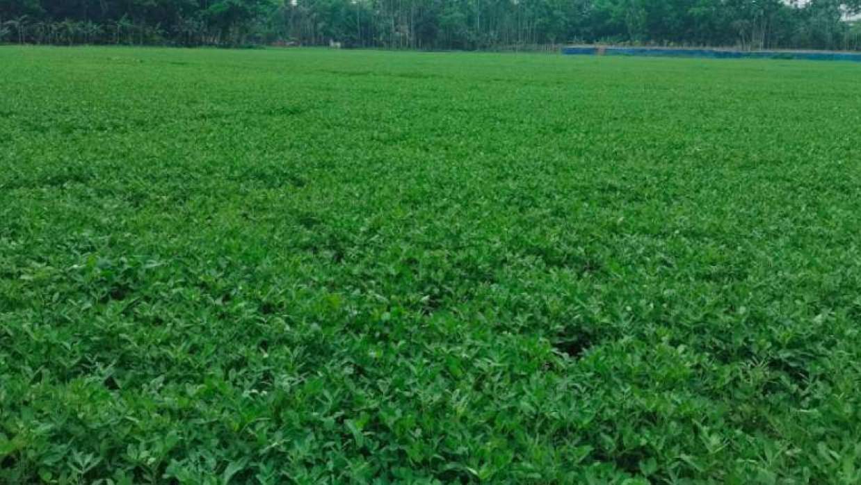 চরফ্যাশনে চীনাবাদামের বাম্পার ফলনে কৃষকের মুখে হাসি