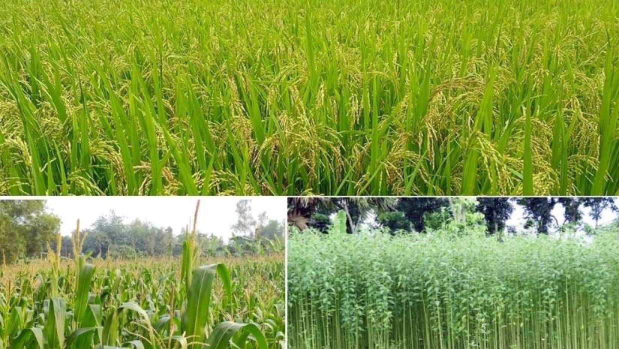 পাট, ধান, ভুট্টা আবাদ ঠিক রাখতে নিরবচ্ছিন্ন ডিজেল-বিদ্যুৎ দেবে সরকার