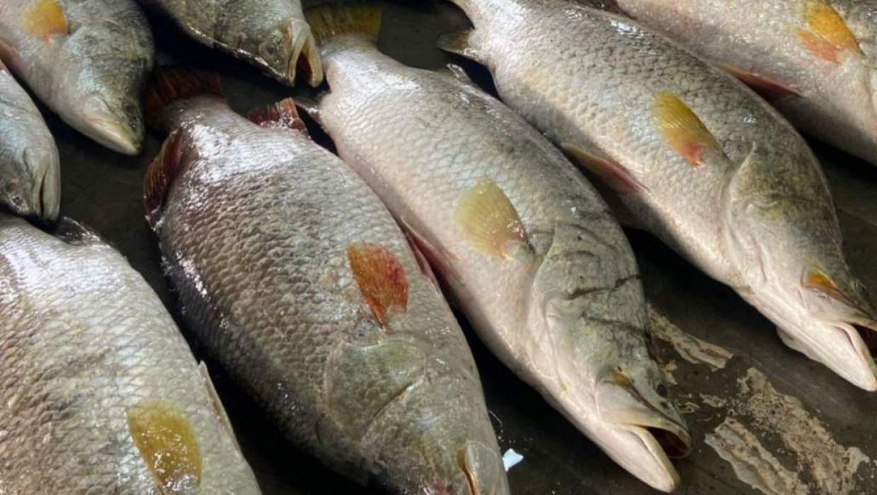 কুয়াকাটায় এক জালে ধরা পড়ল ৪০ কোরাল, ১ লাখ ৭১ হাজারে বিক্রি