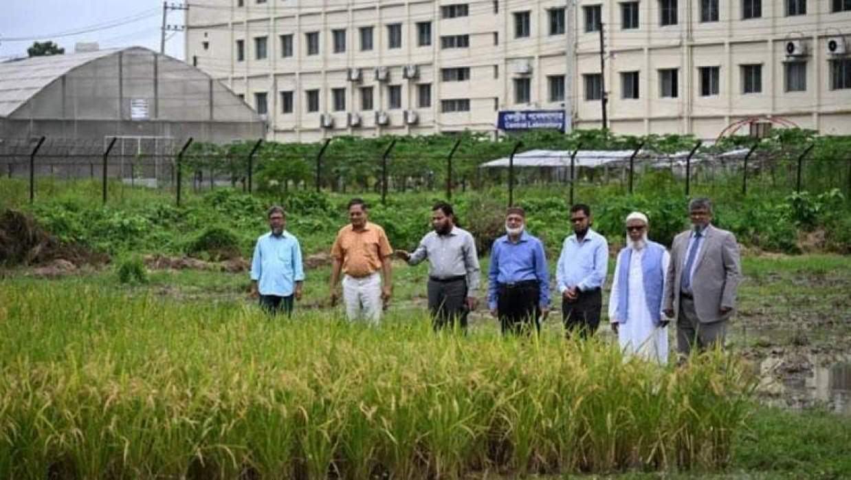 এক দশকের গবেষণায় নতুন জাতের ধান উদ্ভাবন বাংলাদেশি বিজ্ঞানীদের