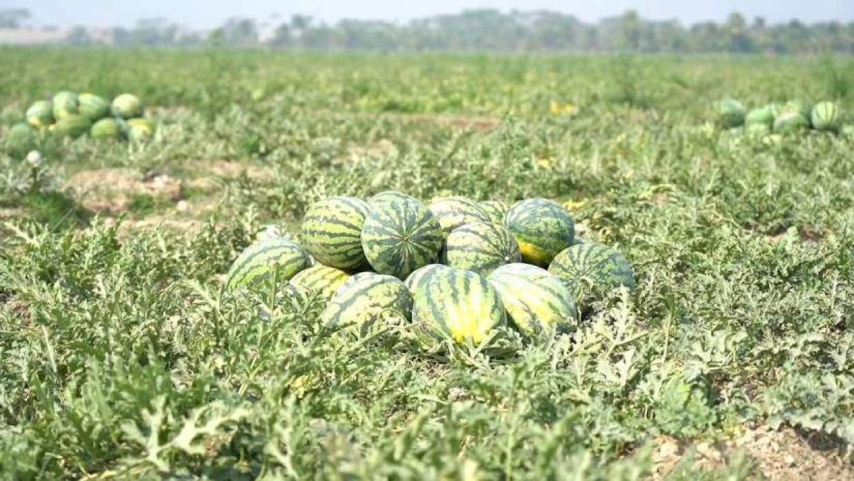 গাইবান্ধায় অনাবাদি চর এখন সম্ভাবনার মাঠ, তরমুজে হাসি কৃষকের মুখে