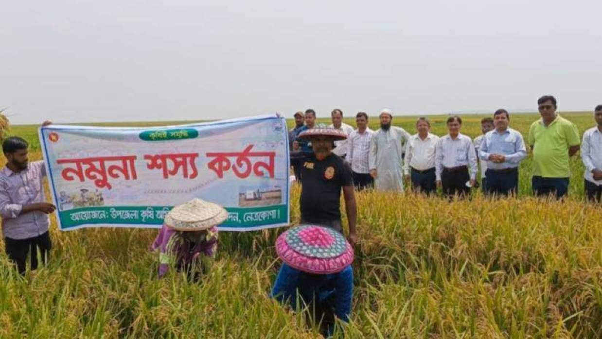 নেত্রকোনার হাওরাঞ্চলে বোরো ধান কাটা শুরু