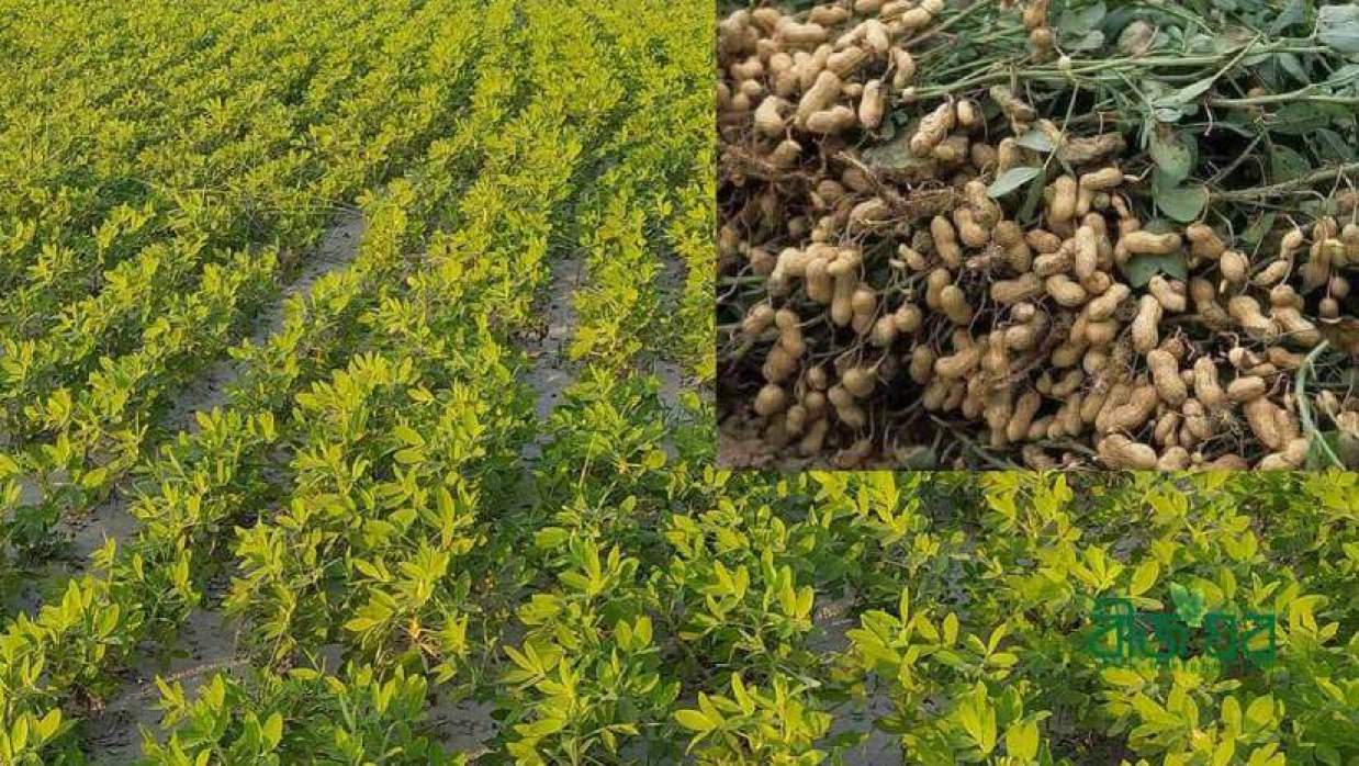 মাতামুহুরীর চরে তামাক ছেড়ে বাদামে ঝুঁকছেন চাষিরা