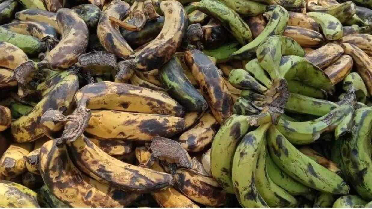  শিক্ষার্থীদের পুষ্টির নামে পচা কলা বিতরণ 