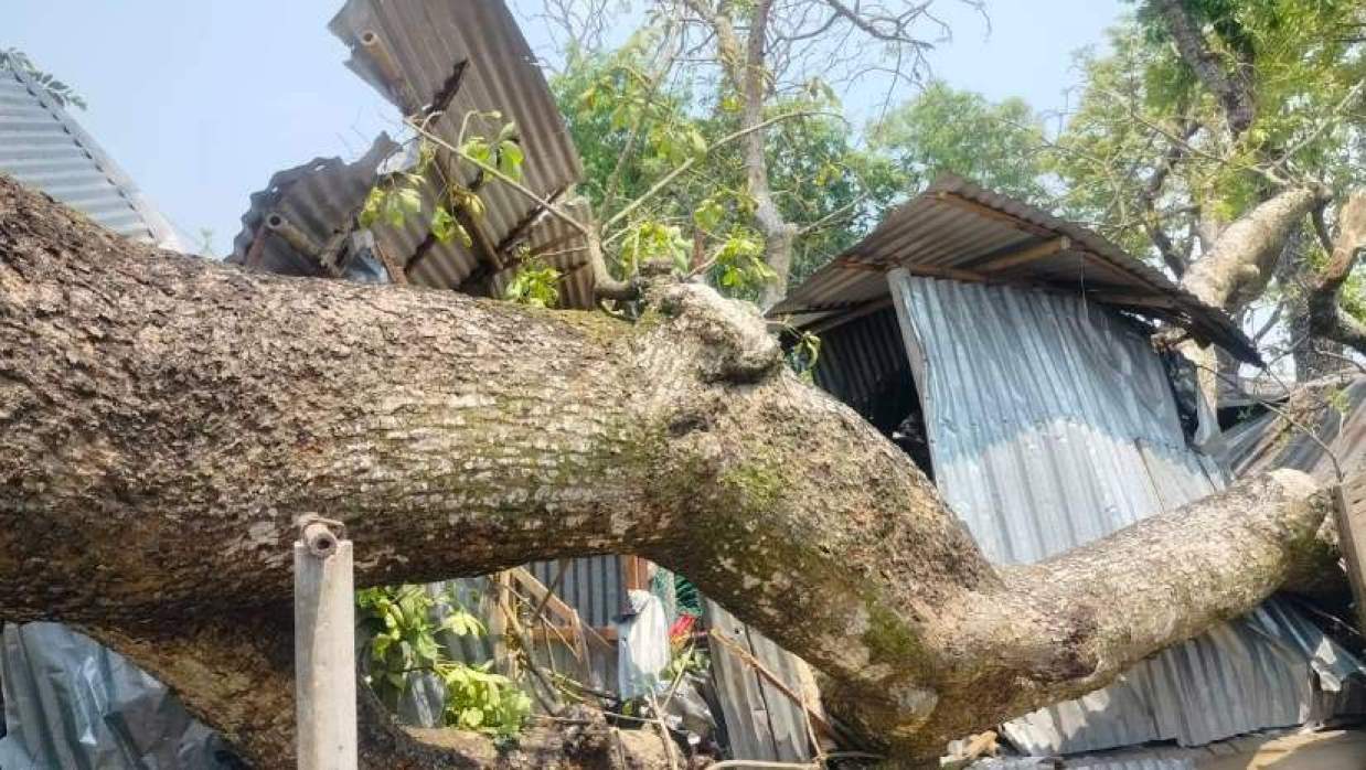 চুয়াডাঙ্গায় ঝড়ে ঘরের ওপর গাছ পড়ে আহত ৫