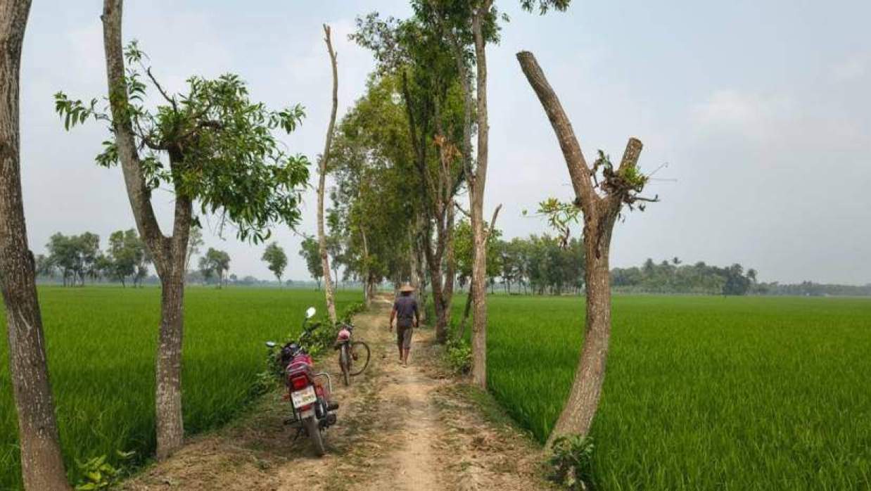গ্রামীণ সড়কে ছয় হাজার গাছের মধ্যে টিকে আছে আড়াই হাজার