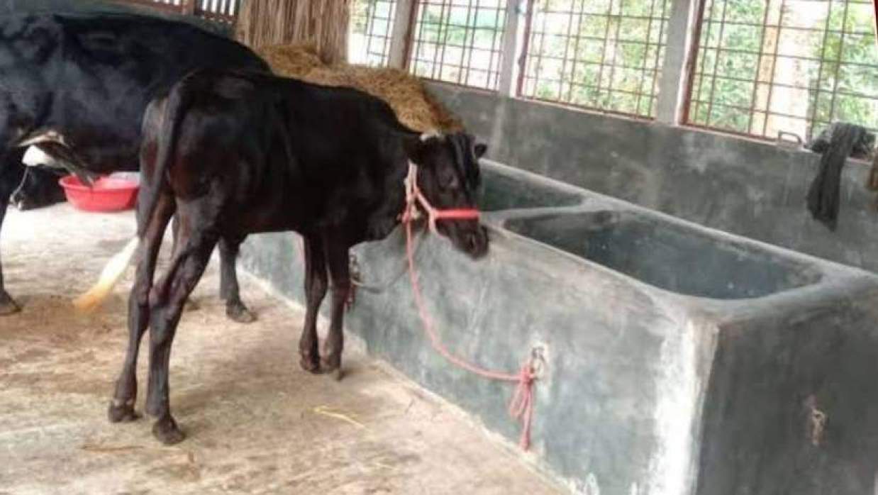 গোয়ালঘর থেকে কৃষকের ৫ গরু চুরি