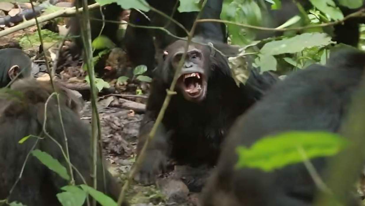 উগান্ডায় গৃহযুদ্ধে জড়িয়ে পড়েছে শিম্পাঞ্জিরা 